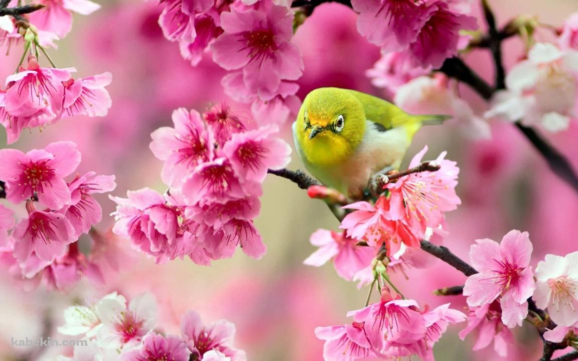 ウグイスとピンクの花の壁紙(1152px x 720px) 高画質 PC・デスクトップ用