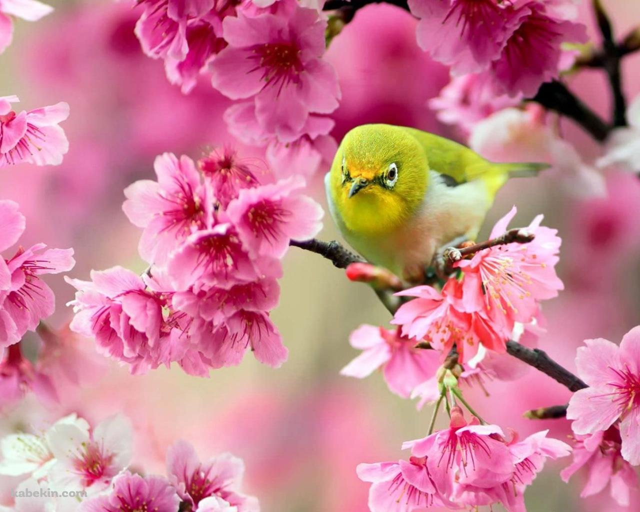ウグイスとピンクの花の壁紙(1280px x 1024px) 高画質 PC・デスクトップ用