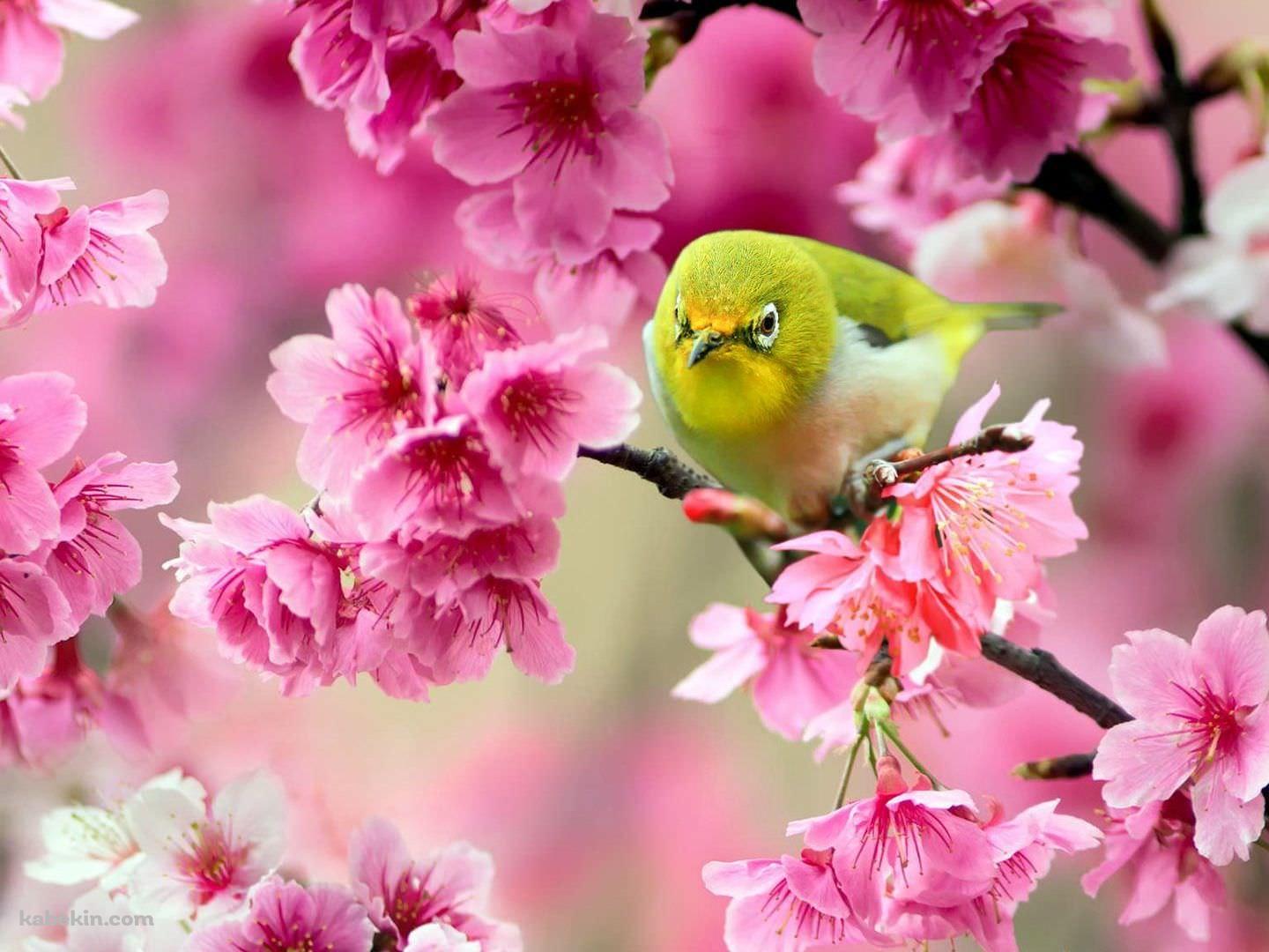 ウグイスとピンクの花の壁紙(1440px x 1080px) 高画質 PC・デスクトップ用