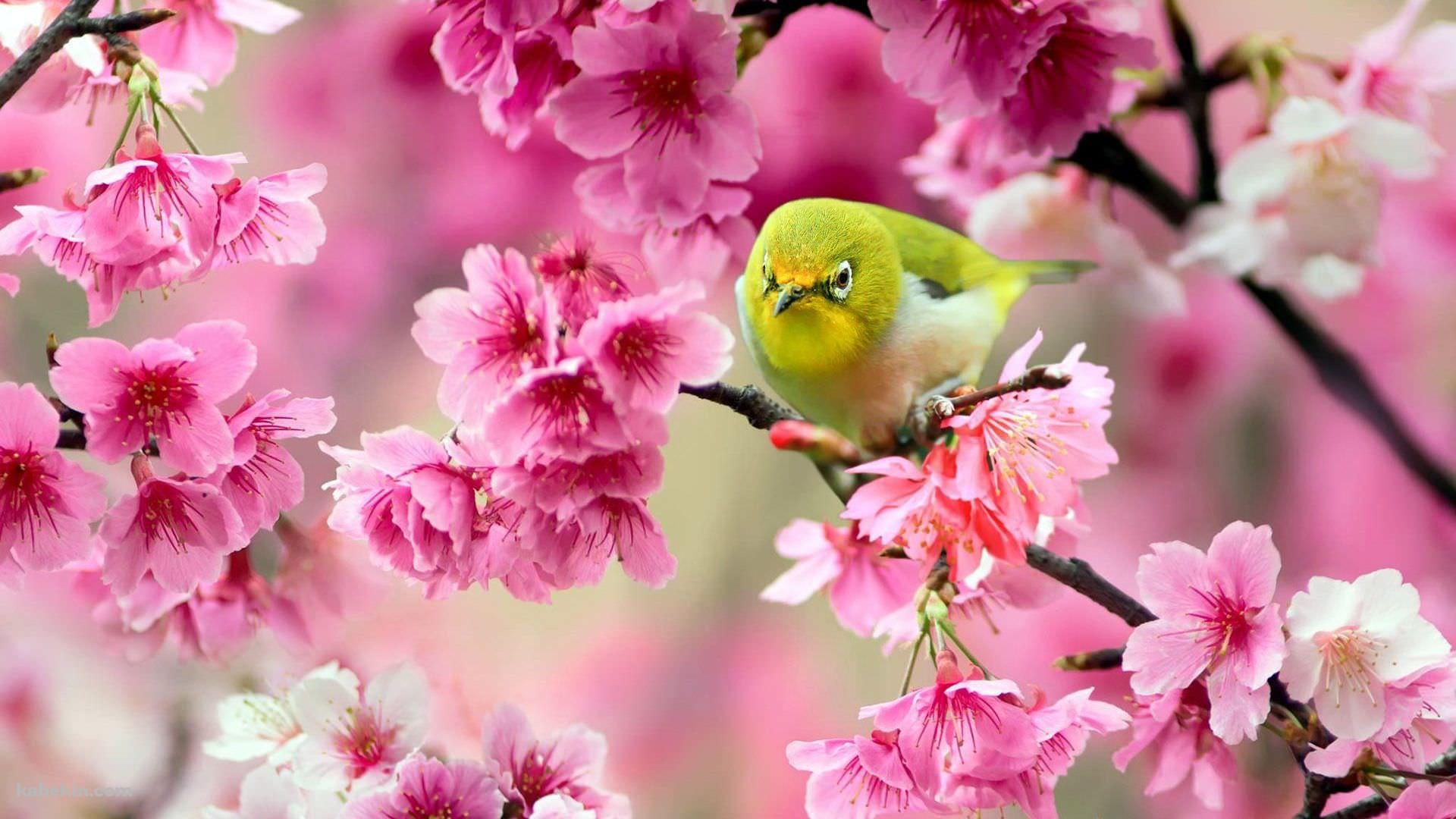 ウグイスとピンクの花の壁紙(1920px x 1080px) 高画質 PC・デスクトップ用