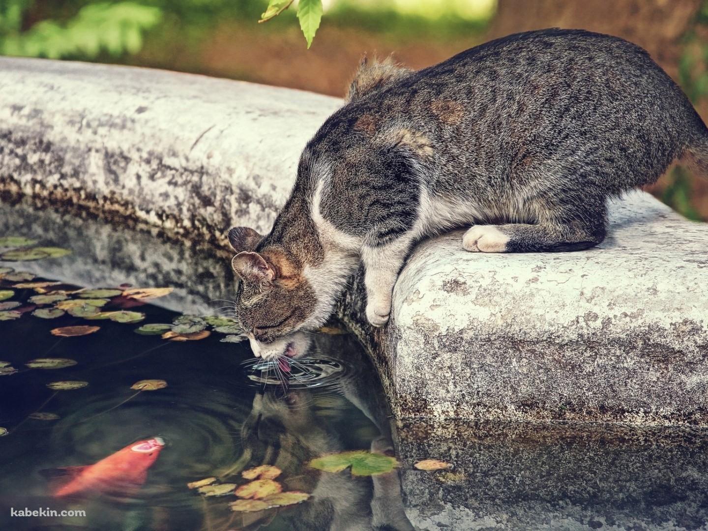 水飲む猫と鯉の壁紙(1440px x 1080px) 高画質 PC・デスクトップ用