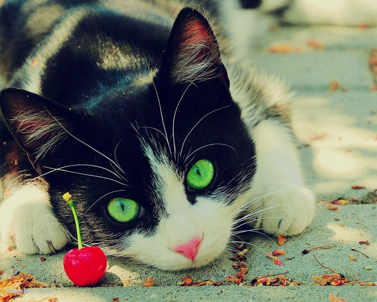 猫とサクランボの壁紙(1280px x 1024px) 高画質 PC・デスクトップ用