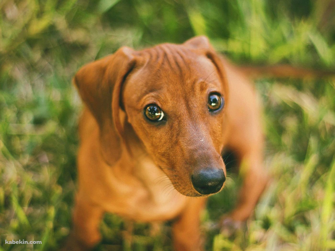 ダックスフンドの壁紙(1400px x 1050px) 高画質 PC・デスクトップ用