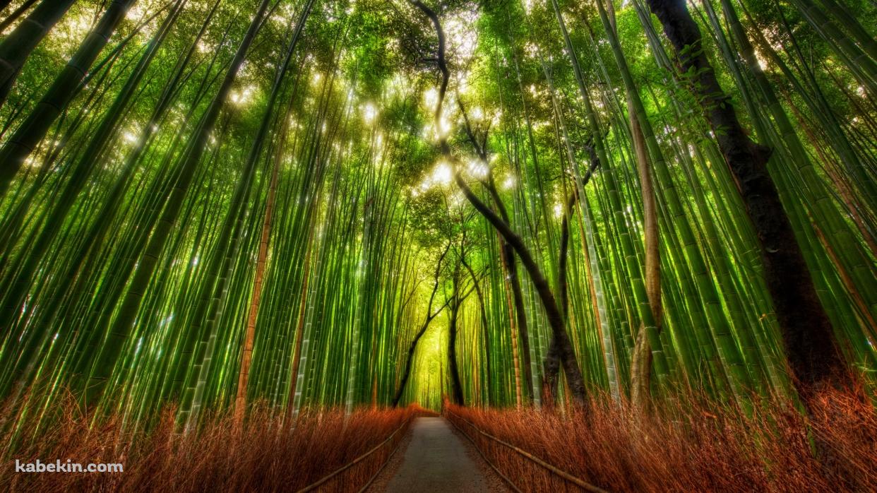 真っ直ぐ続く竹林の壁紙(1242px x 698px) 高画質 PC・デスクトップ用