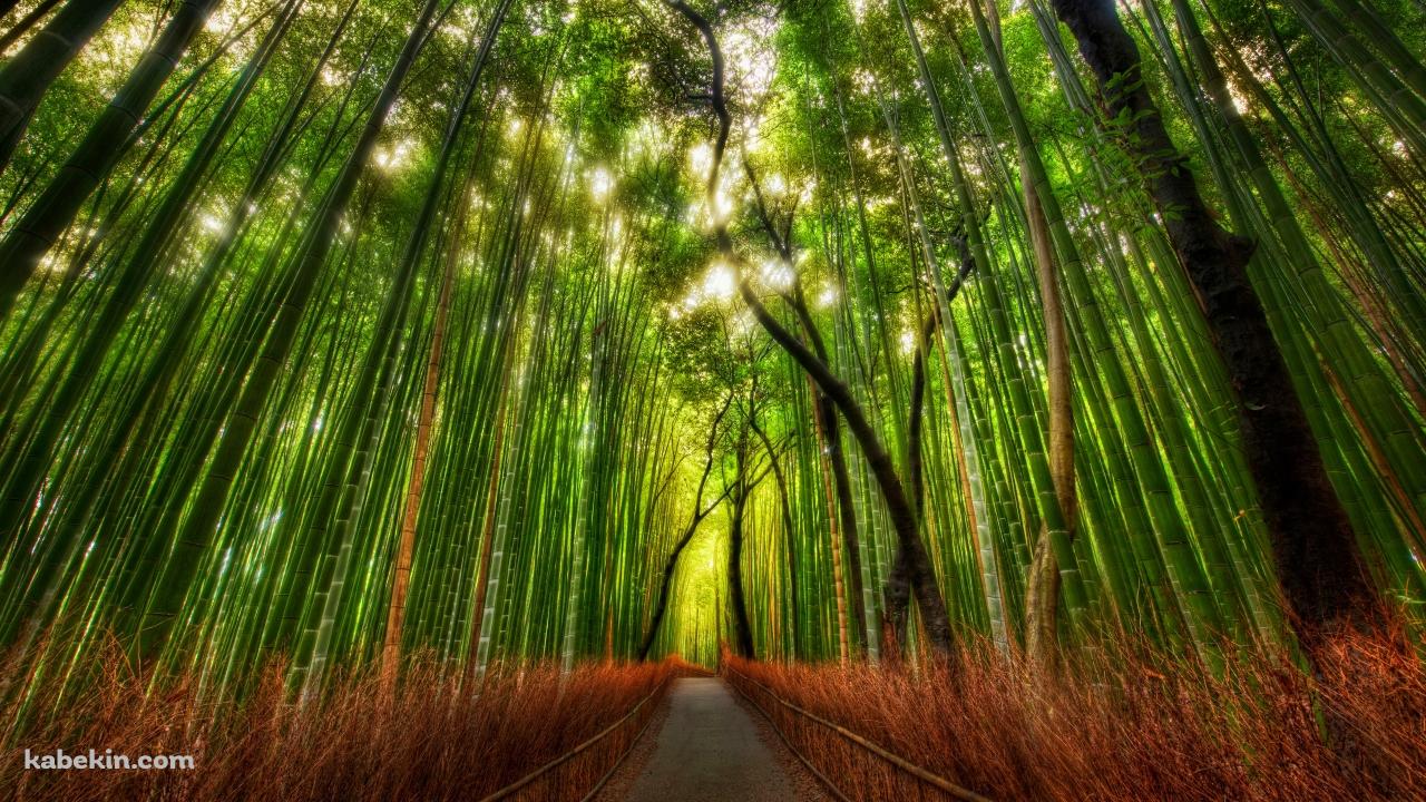 真っ直ぐ続く竹林の壁紙(1280px x 720px) 高画質 PC・デスクトップ用
