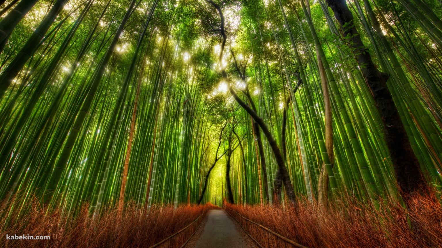 真っ直ぐ続く竹林の壁紙(1536px x 864px) 高画質 PC・デスクトップ用