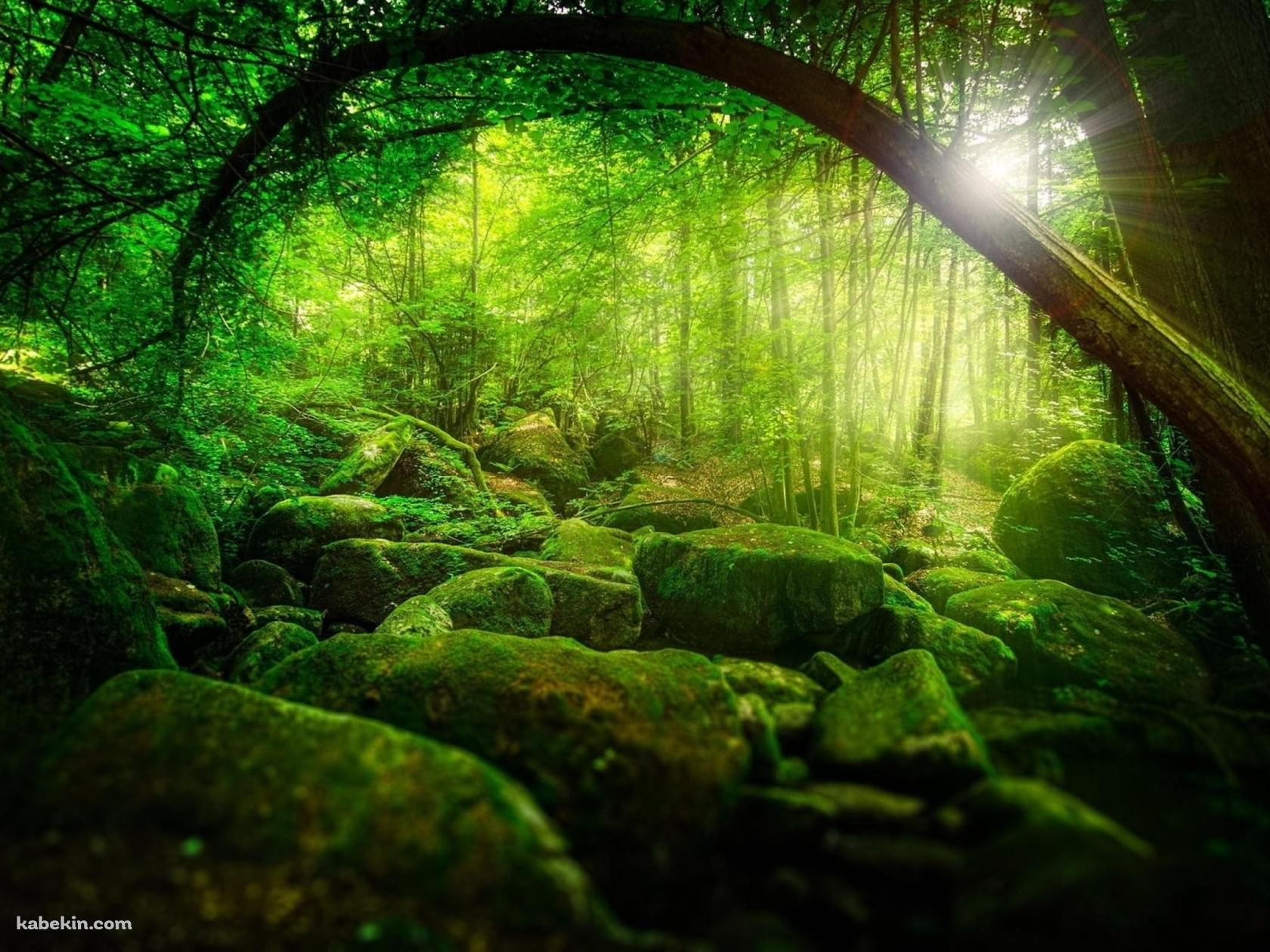 苔生える緑森の壁紙(1680px x 1260px) 高画質 PC・デスクトップ用