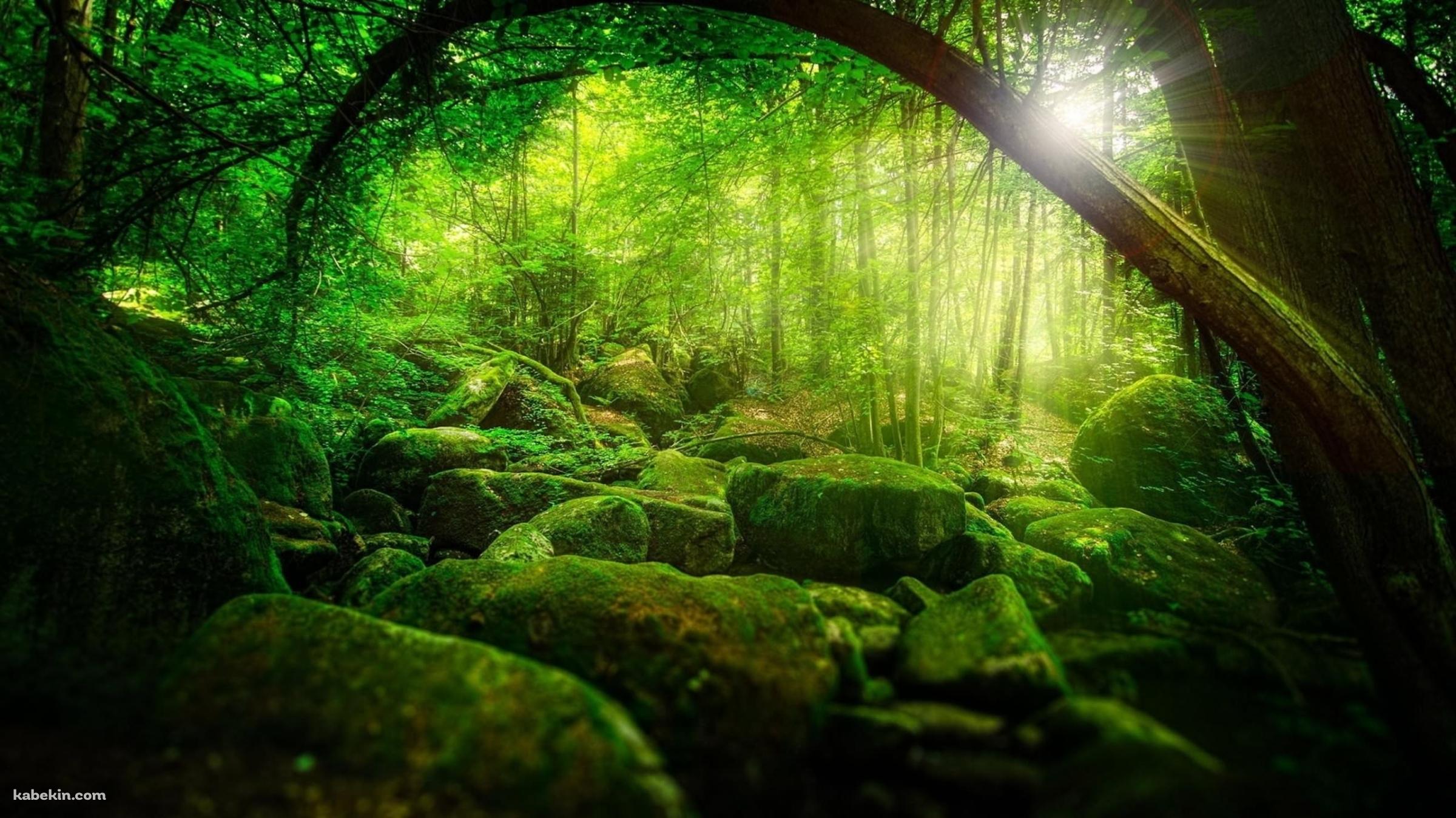 苔生える緑森の壁紙(2400px x 1350px) 高画質 PC・デスクトップ用