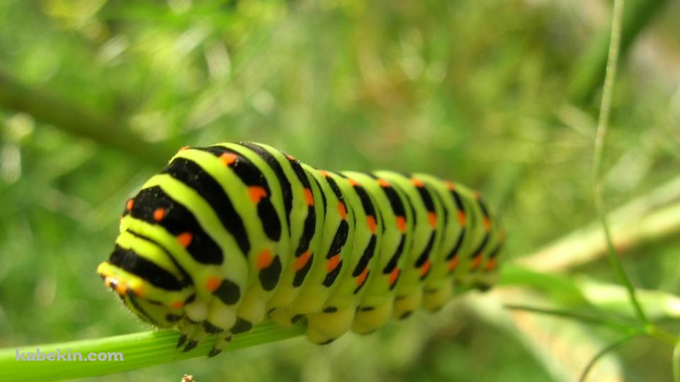 緑の毛虫 キャタピラーの壁紙(960px x 540px) 高画質 PC・デスクトップ用