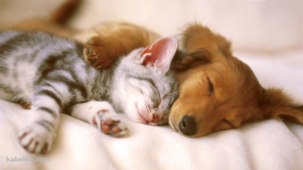 添い寝する犬と猫の壁紙(1051px x 591px) 高画質 PC・デスクトップ用