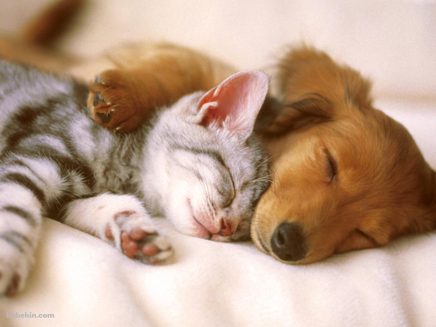 添い寝する犬と猫の壁紙(1400px x 1050px) 高画質 PC・デスクトップ用