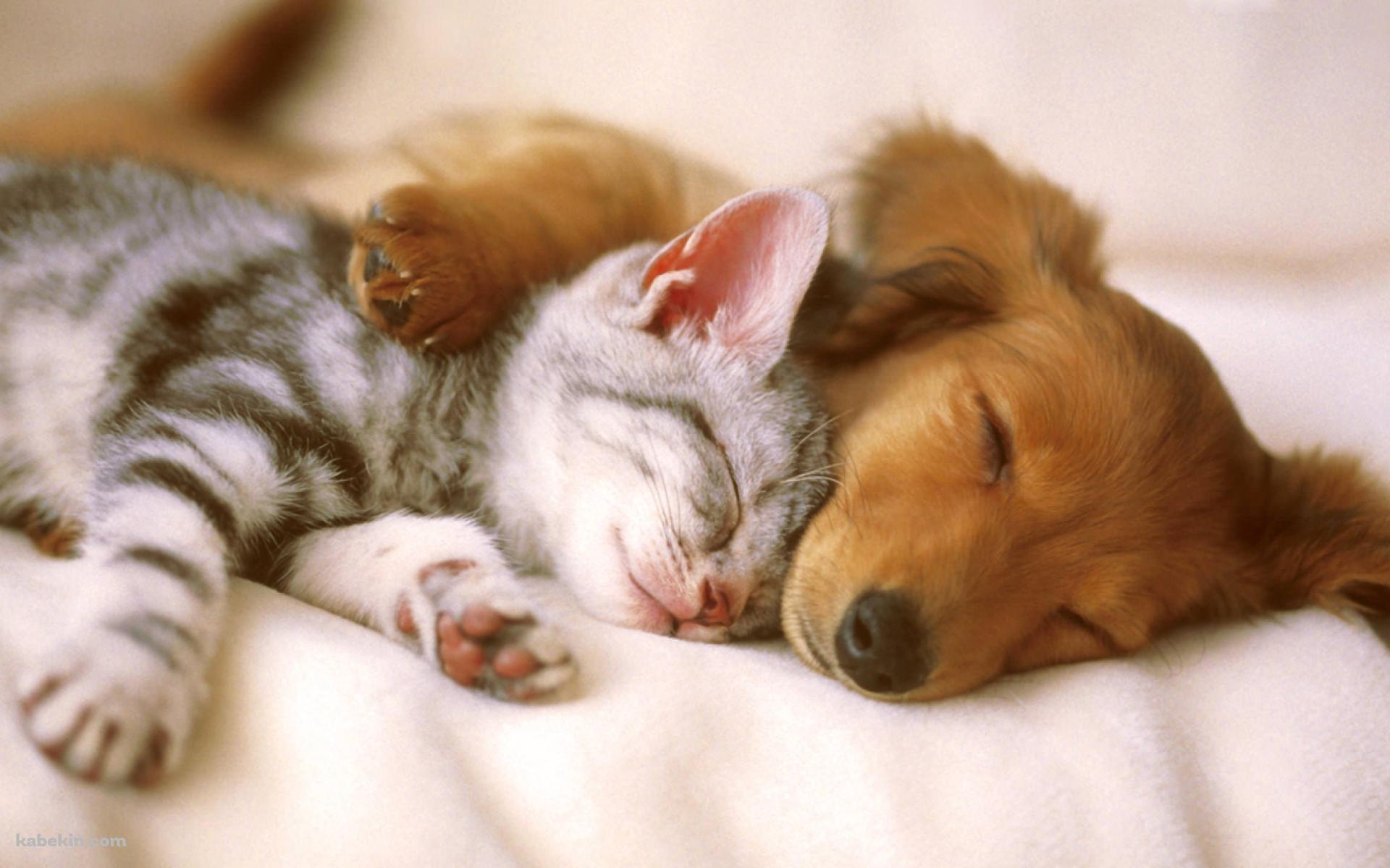 添い寝する犬と猫の壁紙(1920px x 1200px) 高画質 PC・デスクトップ用