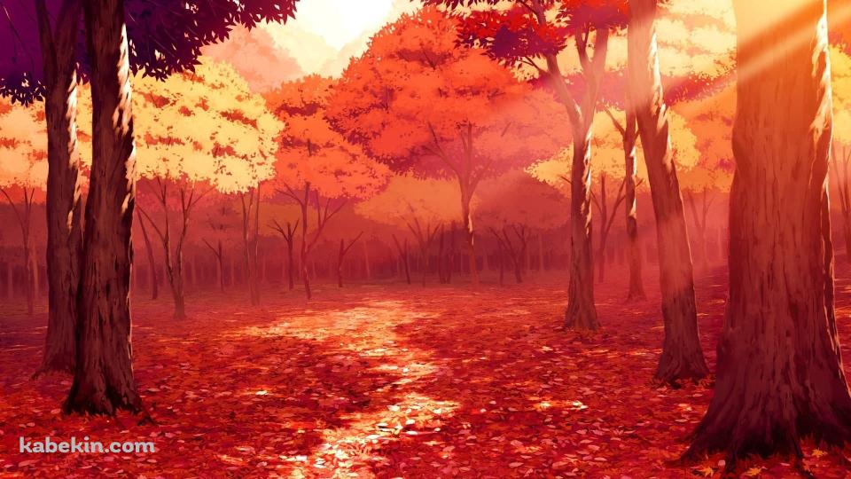 光射す紅葉 秋 木漏れ日の壁紙(960px x 540px) 高画質 PC・デスクトップ用