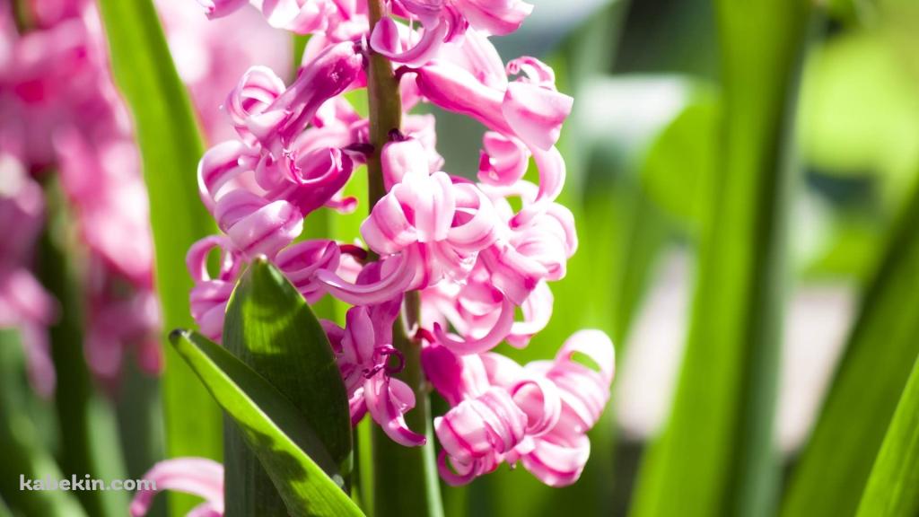 綺麗なピンクの花の壁紙(1024px x 576px) 高画質 PC・デスクトップ用