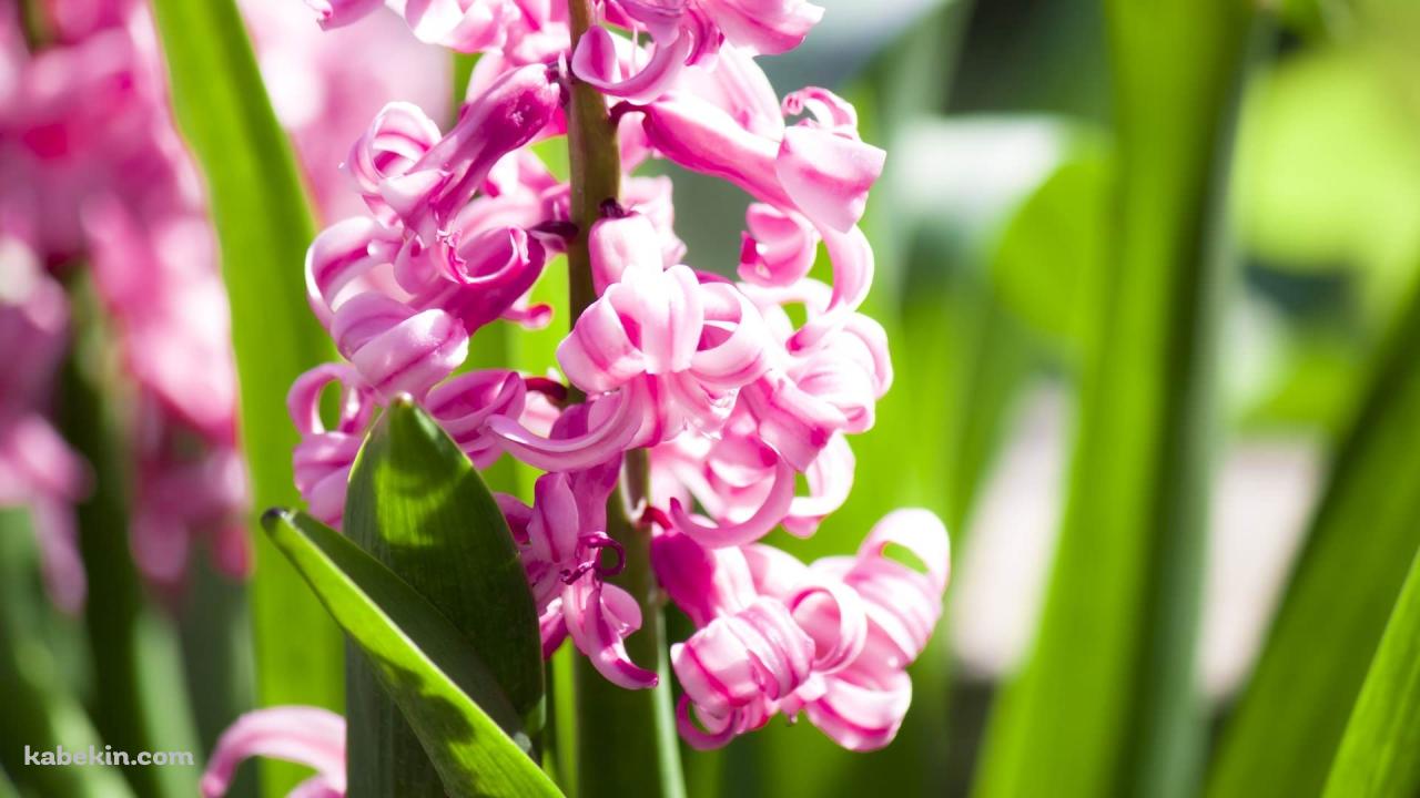 綺麗なピンクの花の壁紙(1280px x 720px) 高画質 PC・デスクトップ用