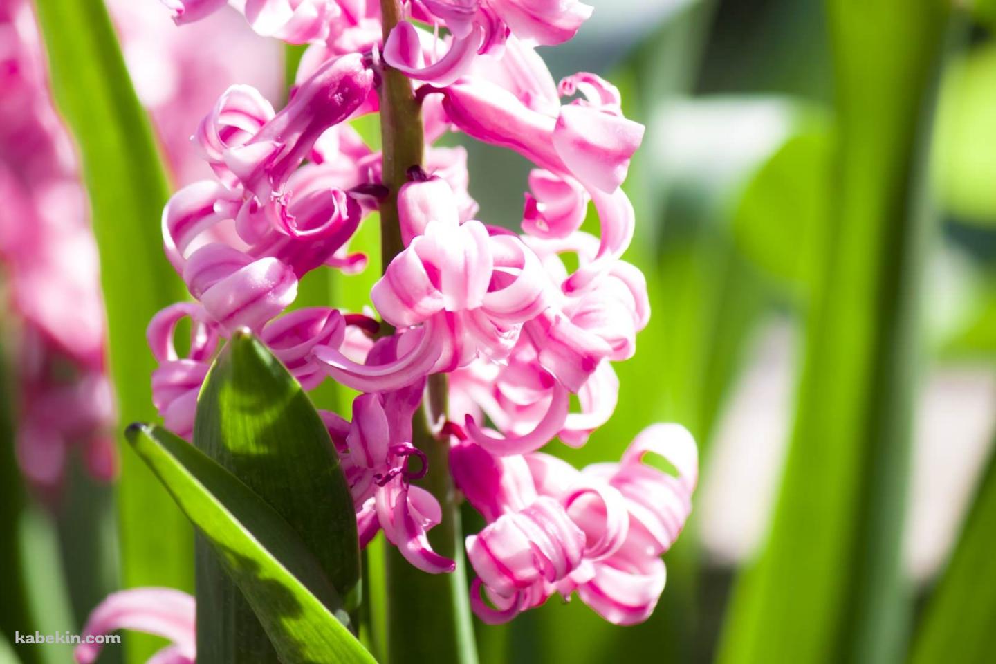 綺麗なピンクの花の壁紙(1440px x 960px) 高画質 PC・デスクトップ用