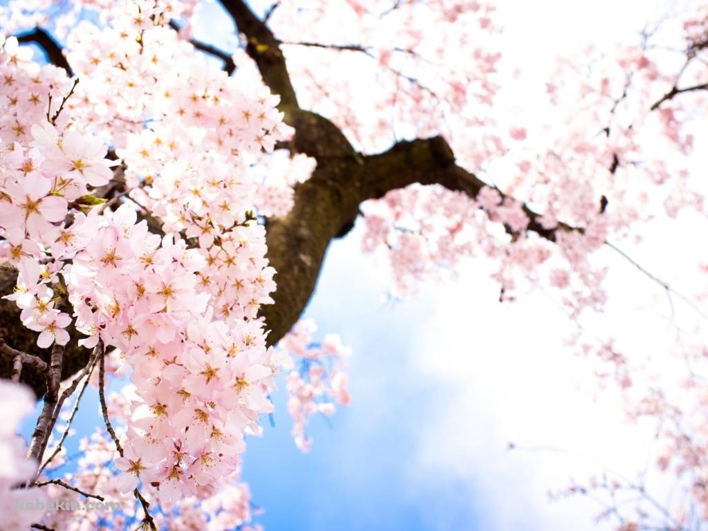 下から見あげた桜の花の壁紙(1024px x 768px) 高画質 PC・デスクトップ用