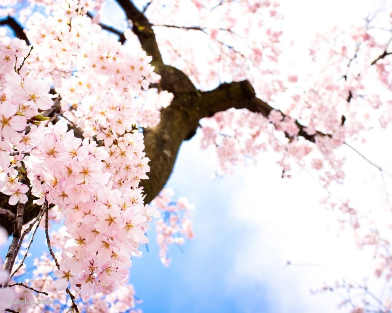 下から見あげた桜の花の壁紙(1280px x 1024px) 高画質 PC・デスクトップ用