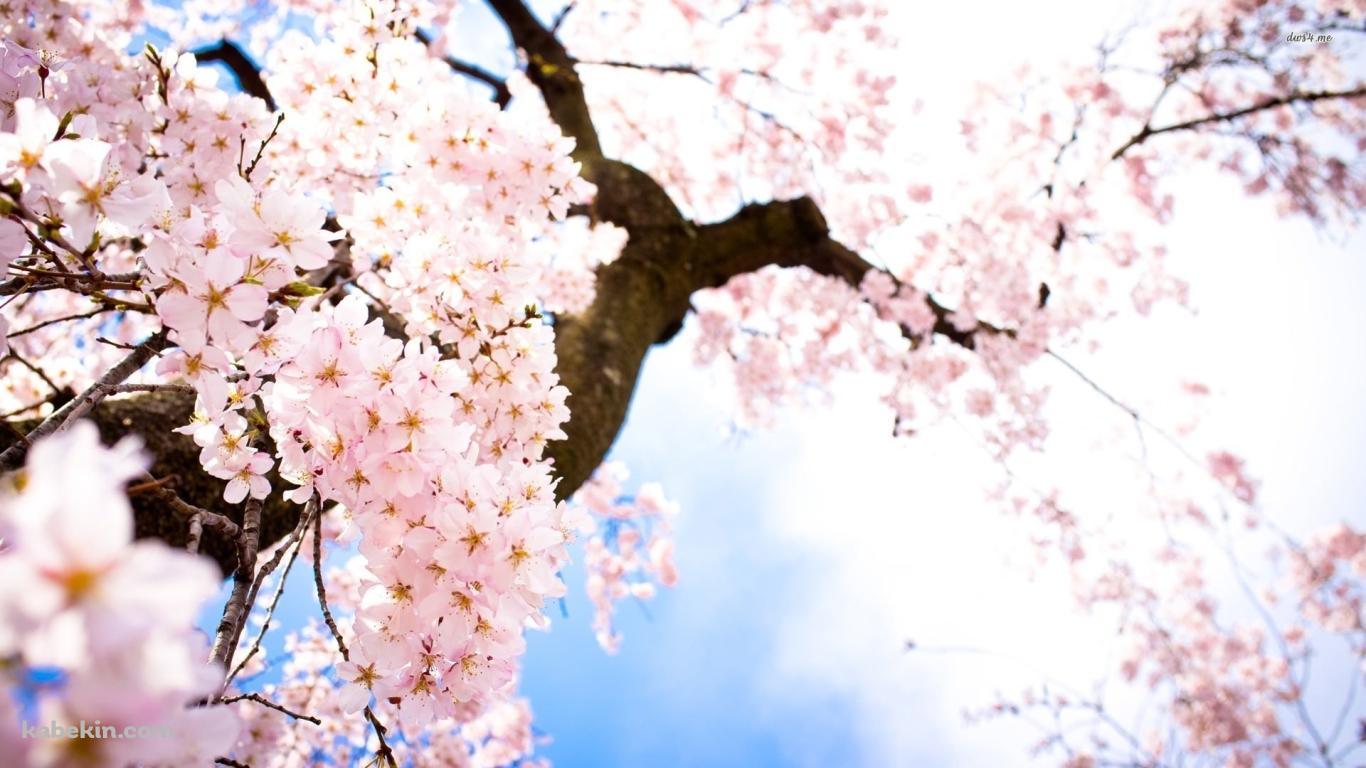 下から見あげた桜の花の壁紙(1366px x 768px) 高画質 PC・デスクトップ用