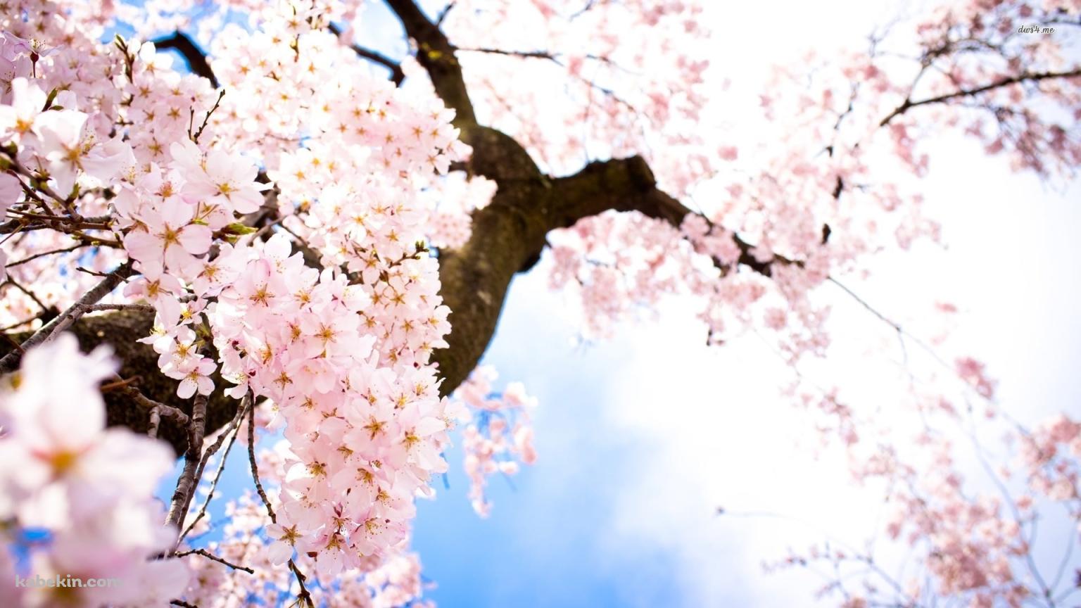 下から見あげた桜の花の壁紙(1536px x 864px) 高画質 PC・デスクトップ用