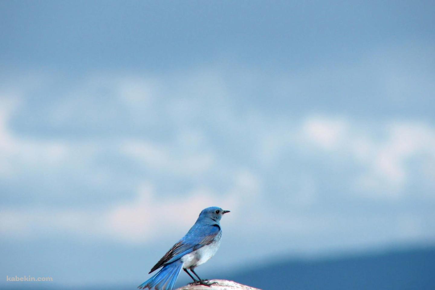 小さな青い鳥の壁紙(1440px x 960px) 高画質 PC・デスクトップ用