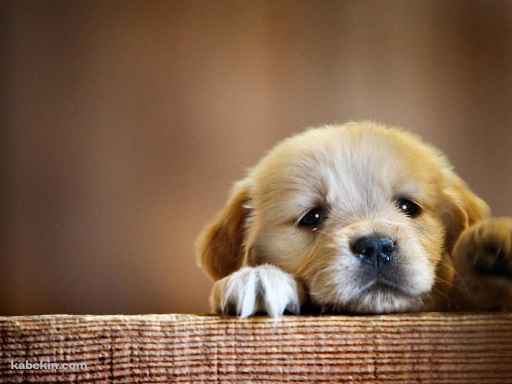 壁にもたれる茶色い子犬の壁紙(1024px x 768px) 高画質 PC・デスクトップ用