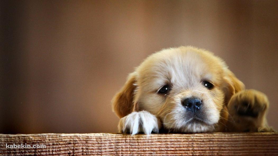 壁にもたれる茶色い子犬の壁紙(1051px x 591px) 高画質 PC・デスクトップ用