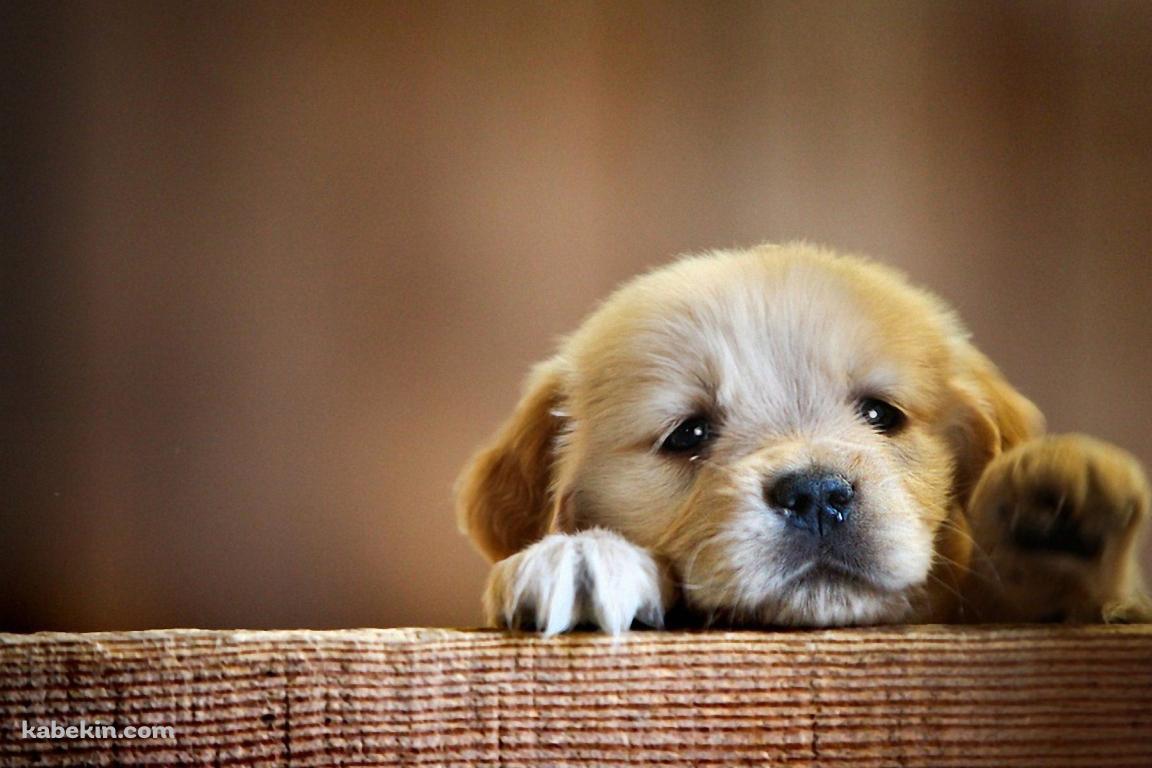 壁にもたれる茶色い子犬の壁紙(1152px x 768px) 高画質 PC・デスクトップ用