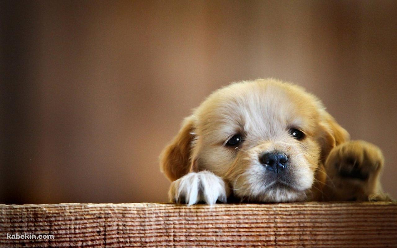 壁にもたれる茶色い子犬の壁紙(1280px x 800px) 高画質 PC・デスクトップ用