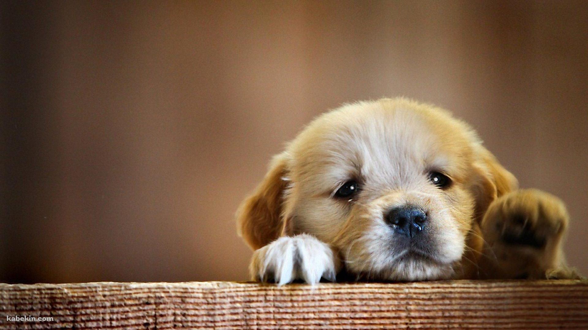 壁にもたれる茶色い子犬の壁紙(1920px x 1080px) 高画質 PC・デスクトップ用