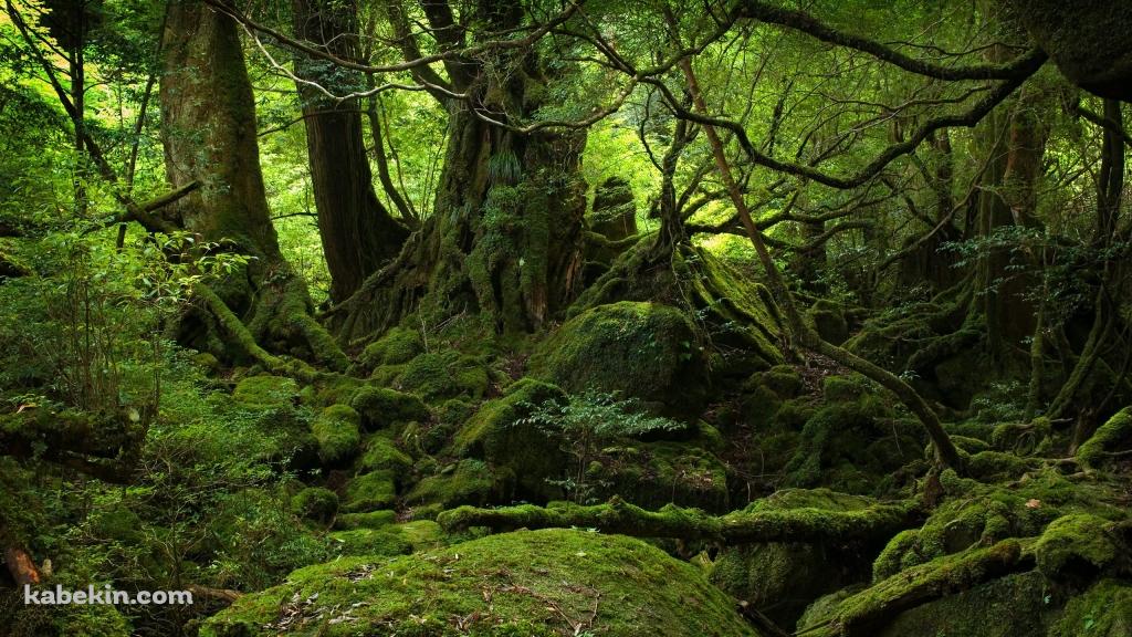 屋久島の壁紙(1024px x 576px) 高画質 PC・デスクトップ用