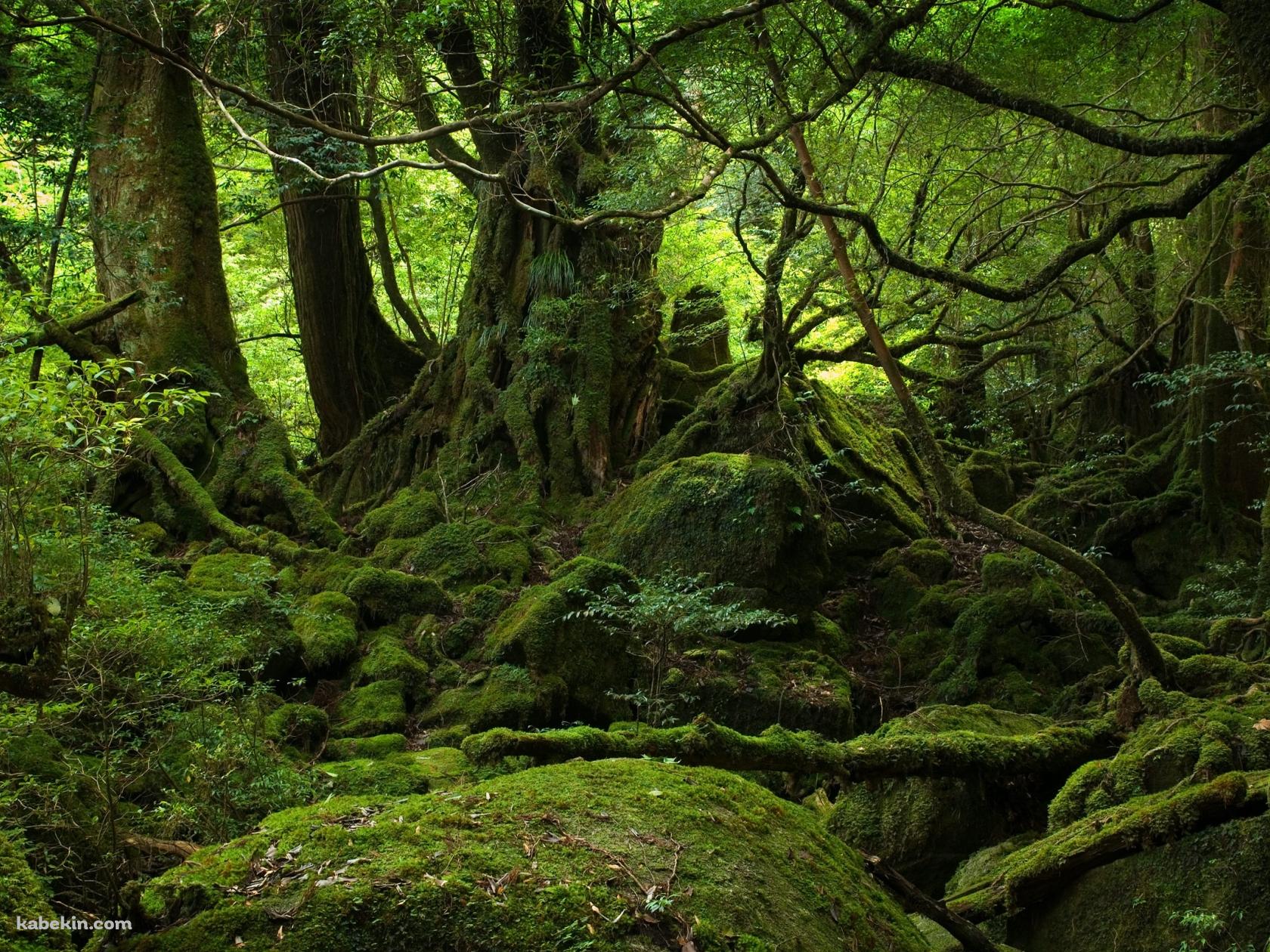 屋久島の壁紙(1680px x 1260px) 高画質 PC・デスクトップ用