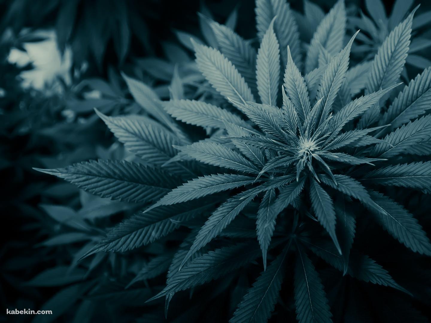 深い緑の草の壁紙(1440px x 1080px) 高画質 PC・デスクトップ用