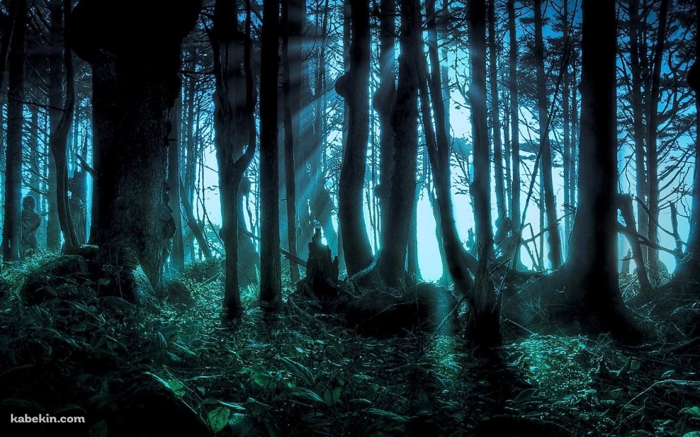 ほの暗い森の壁紙(1440px x 900px) 高画質 PC・デスクトップ用