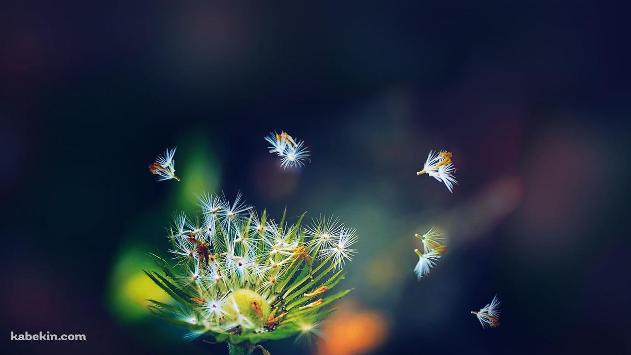 飛ぶタンポポの綿毛の壁紙(1280px x 720px) 高画質 PC・デスクトップ用