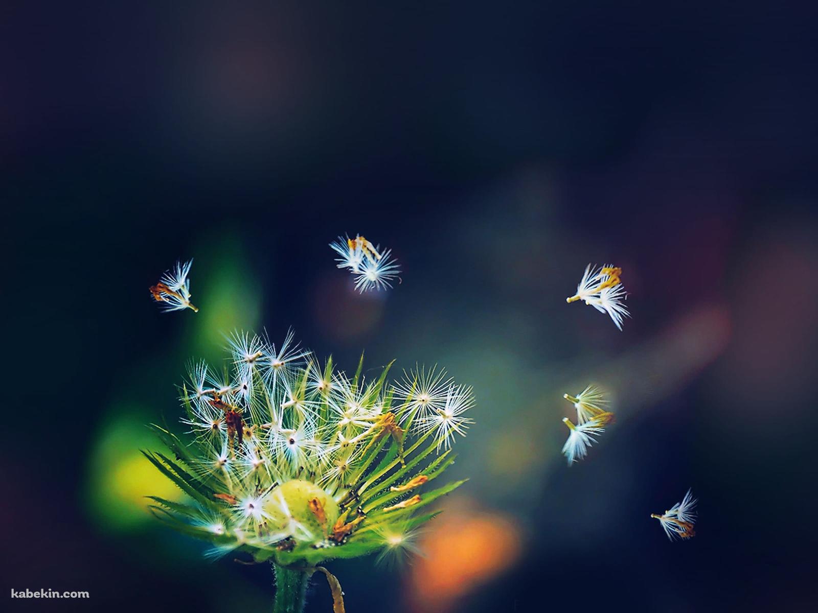 飛ぶタンポポの綿毛の壁紙(1600px x 1200px) 高画質 PC・デスクトップ用
