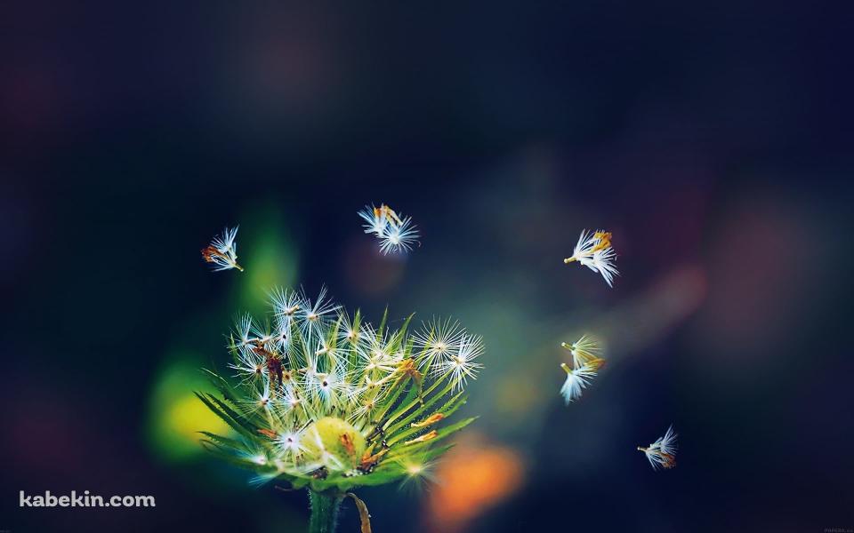 飛ぶタンポポの綿毛の壁紙(960px x 600px) 高画質 PC・デスクトップ用