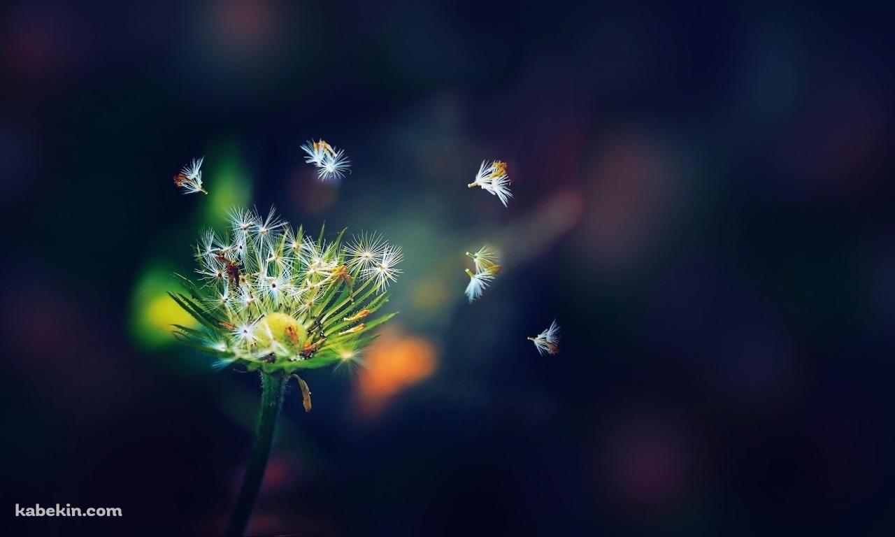 舞い散る小さな綿毛の壁紙(1280px x 768px) 高画質 PC・デスクトップ用