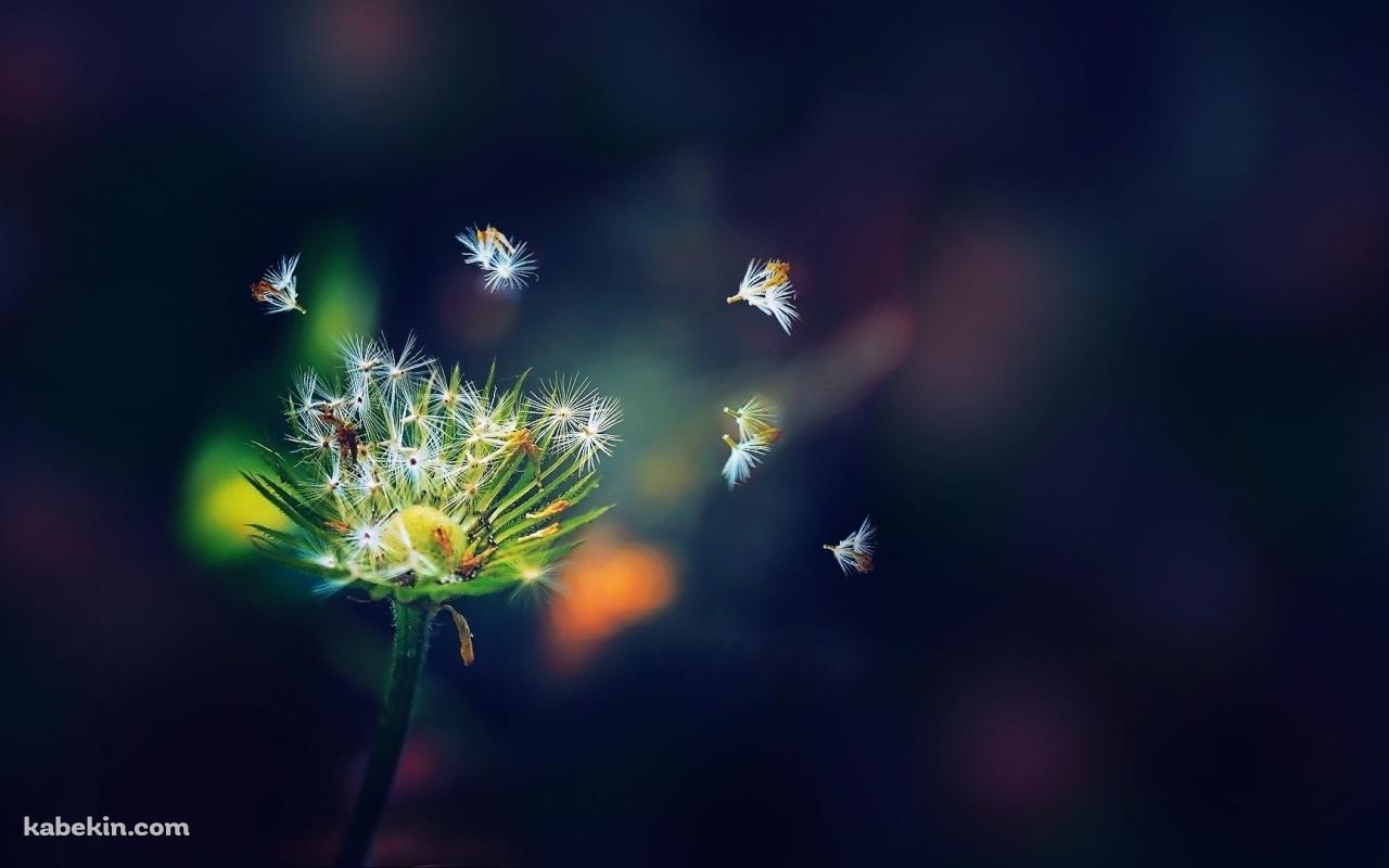舞い散る小さな綿毛の壁紙(1280px x 800px) 高画質 PC・デスクトップ用