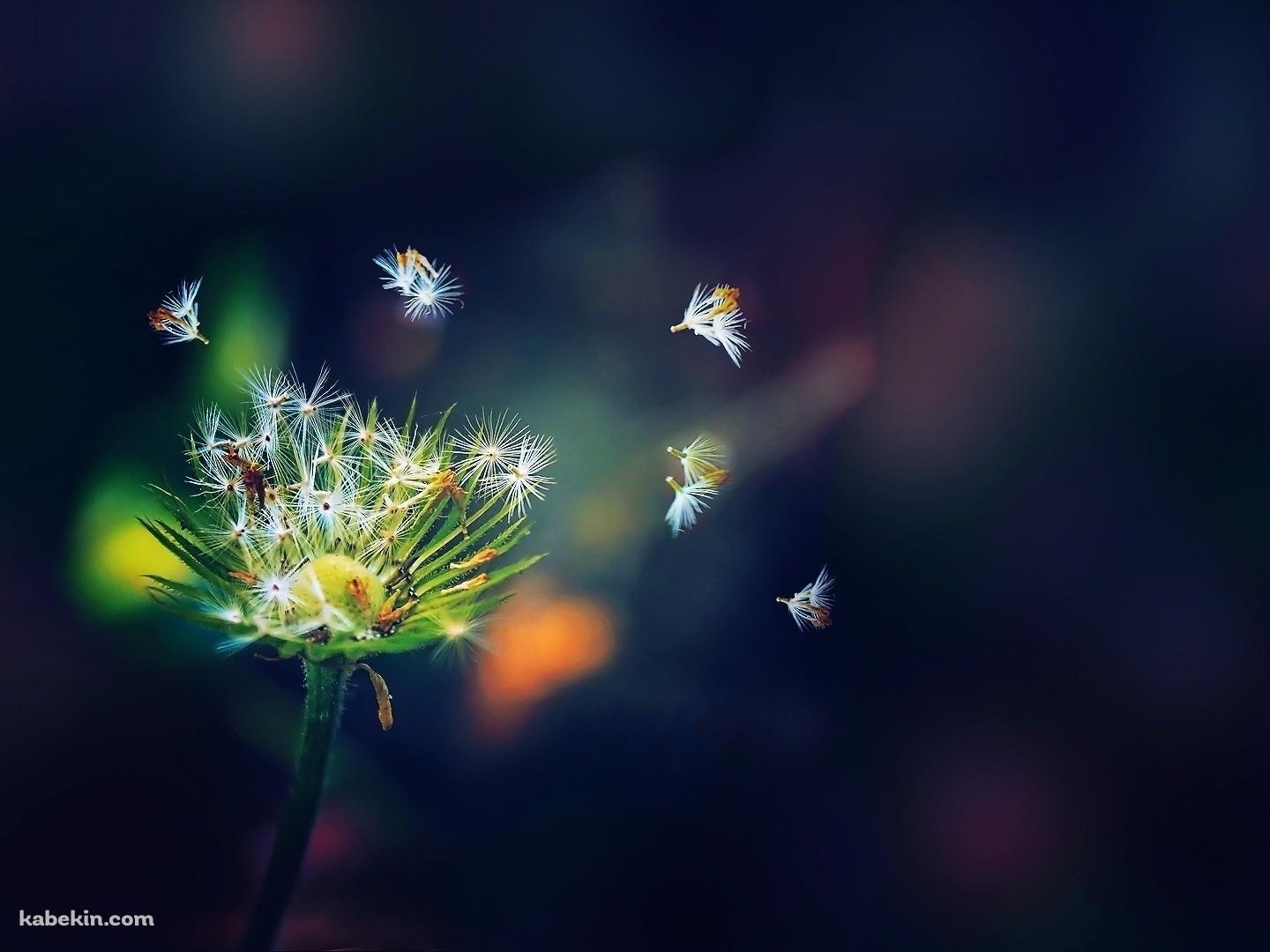 舞い散る小さな綿毛の壁紙(1440px x 1080px) 高画質 PC・デスクトップ用