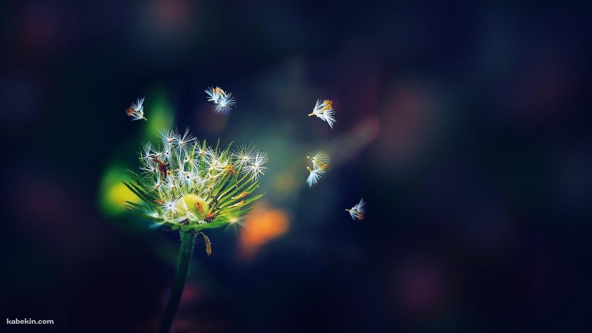 舞い散る小さな綿毛の壁紙(1920px x 1080px) 高画質 PC・デスクトップ用