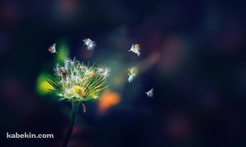 舞い散る小さな綿毛の壁紙(800px x 480px) 高画質 PC・デスクトップ用