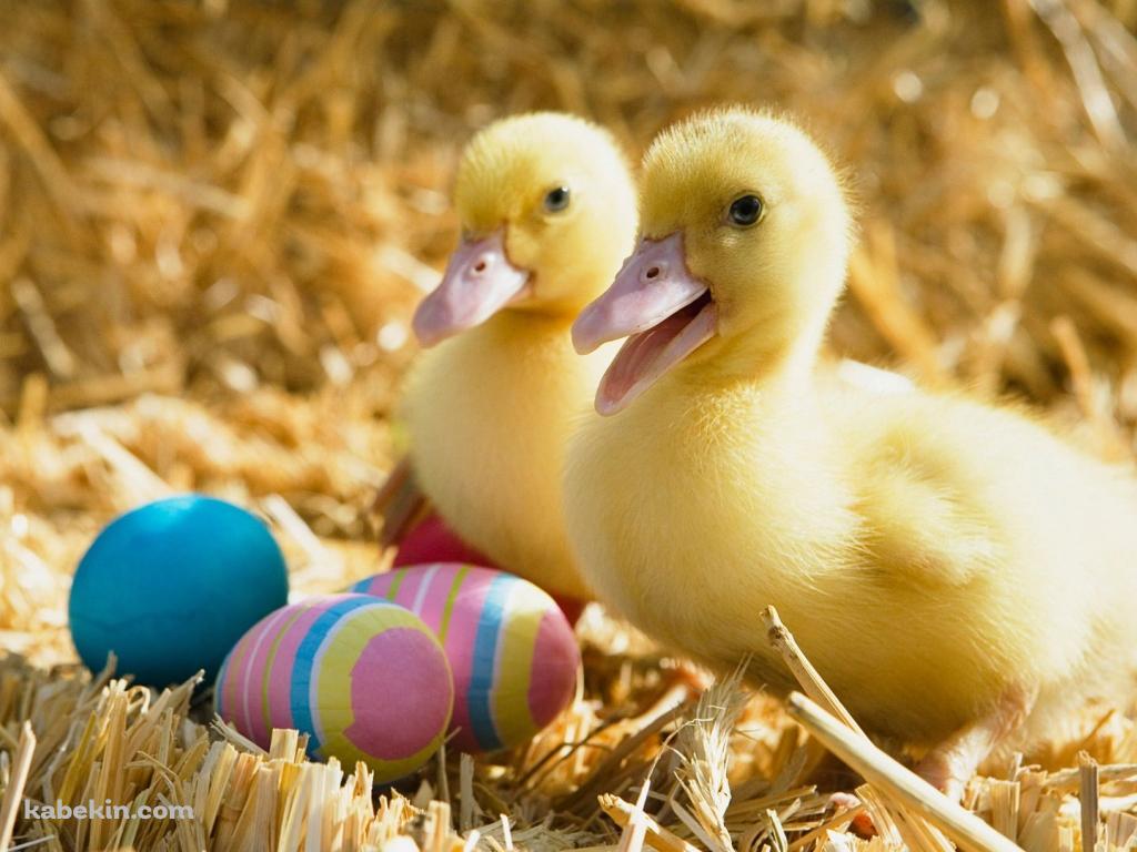 2匹のアヒルの壁紙(1024px x 768px) 高画質 PC・デスクトップ用