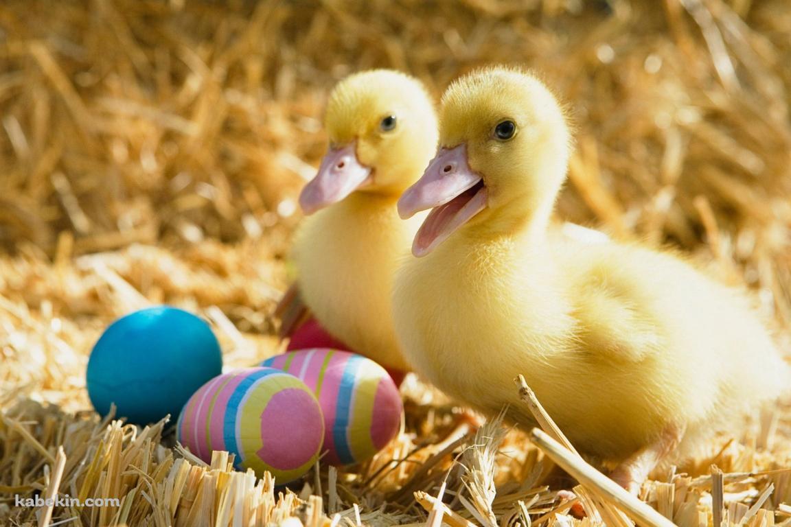 2匹のアヒルの壁紙(1152px x 768px) 高画質 PC・デスクトップ用