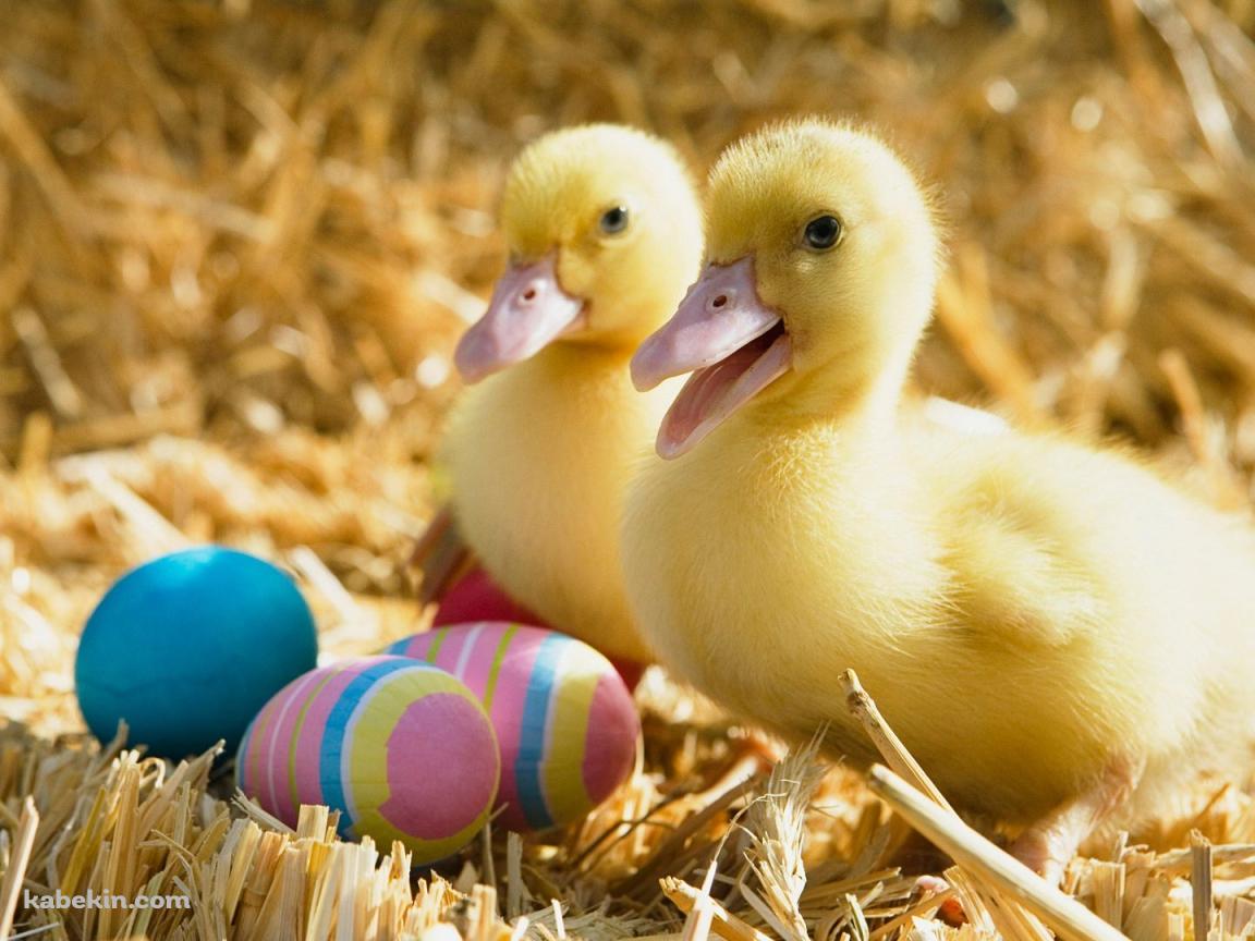 2匹のアヒルの壁紙(1152px x 864px) 高画質 PC・デスクトップ用