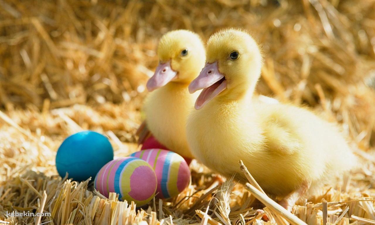 2匹のアヒルの壁紙(1280px x 768px) 高画質 PC・デスクトップ用