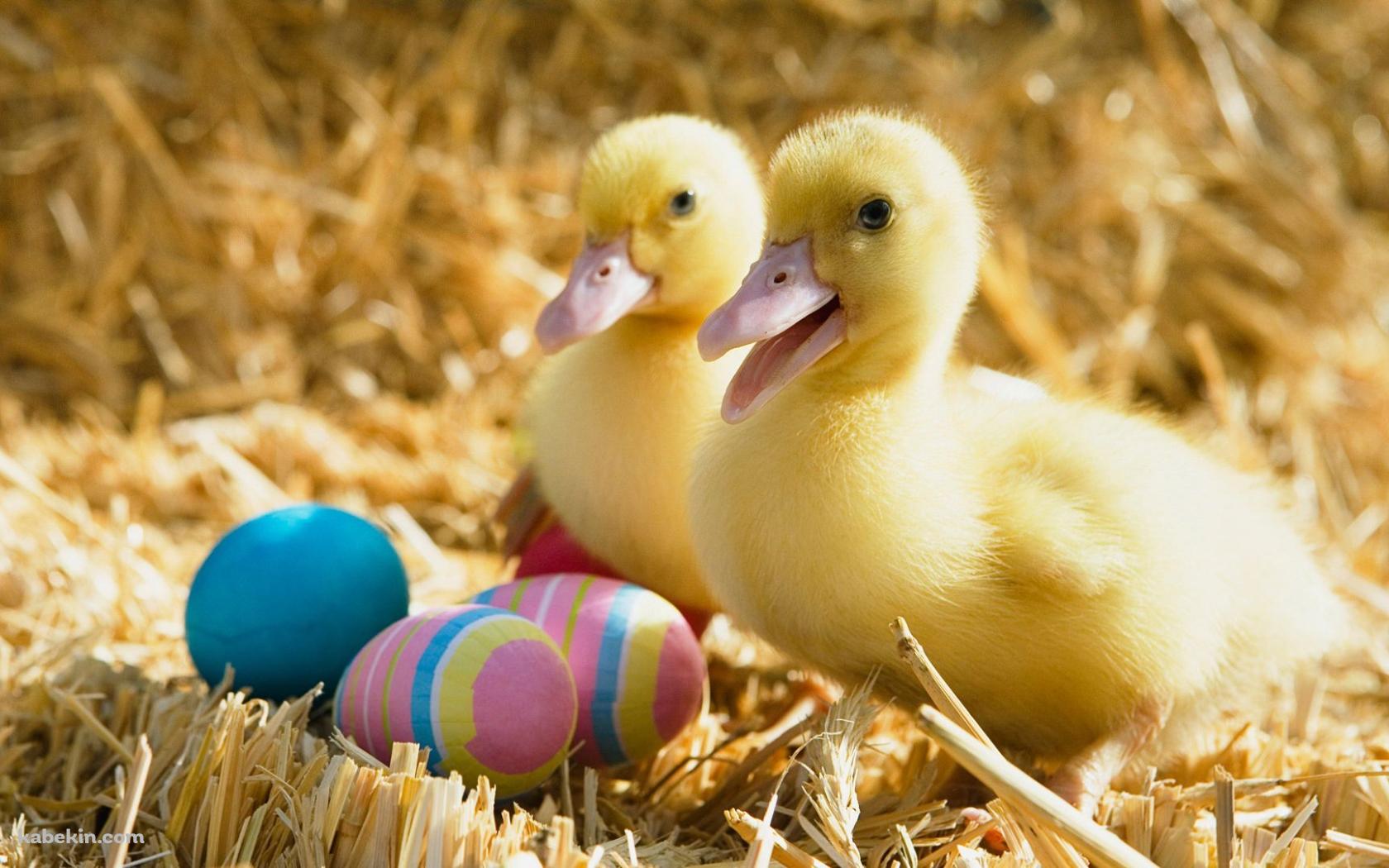 2匹のアヒルの壁紙(1680px x 1050px) 高画質 PC・デスクトップ用