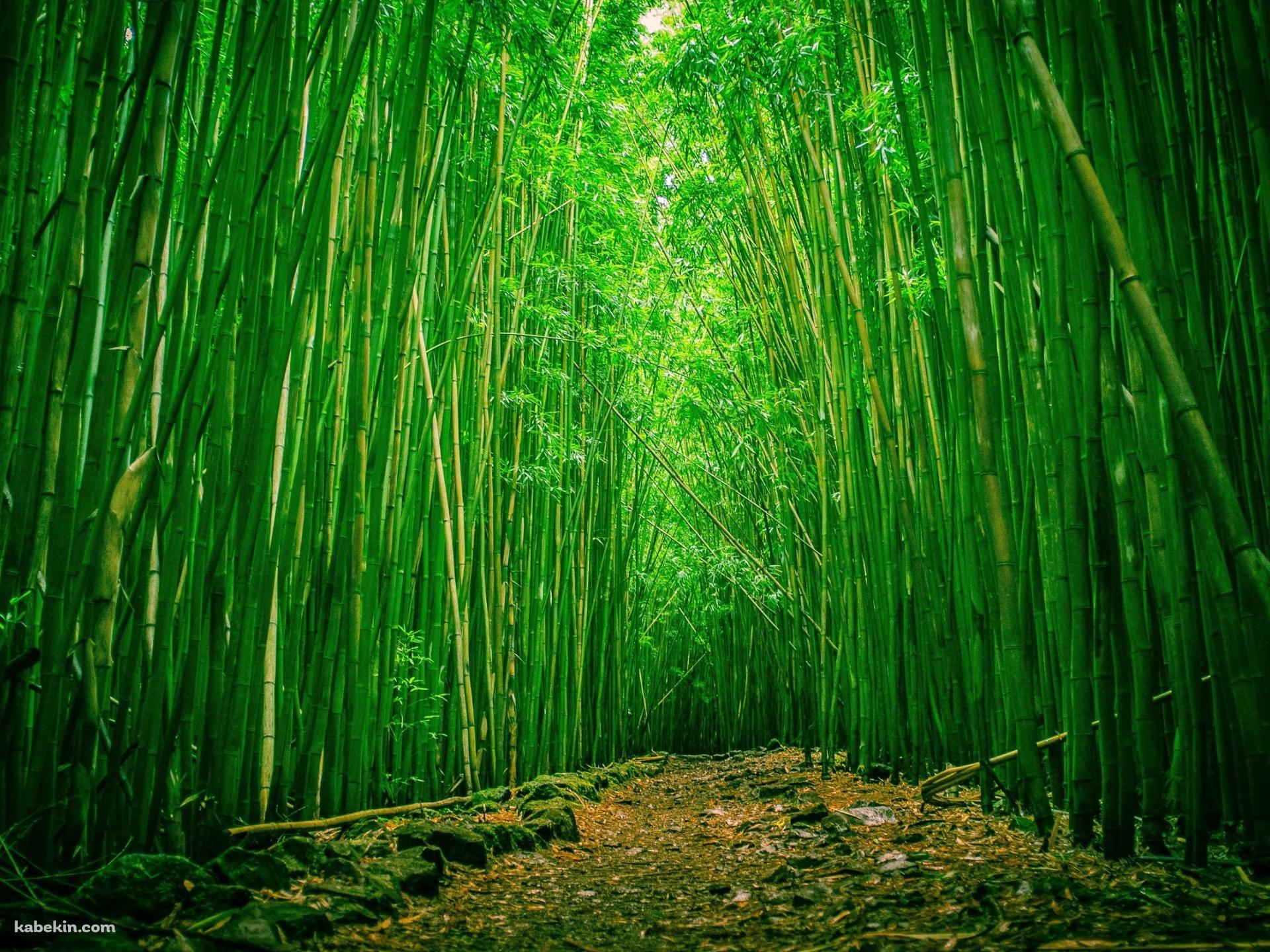 竹林の壁紙(1920px x 1440px) 高画質 PC・デスクトップ用