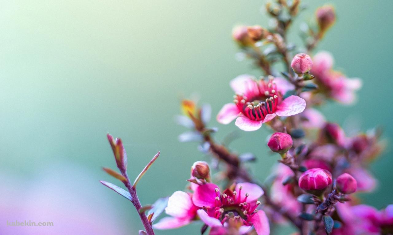 かわいいピンクの花の壁紙(1280px x 768px) 高画質 PC・デスクトップ用