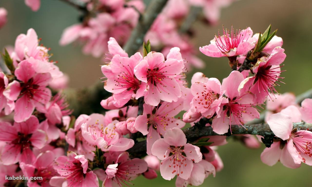 綺麗なピンクの林檎の花の壁紙(1280px x 768px) 高画質 PC・デスクトップ用